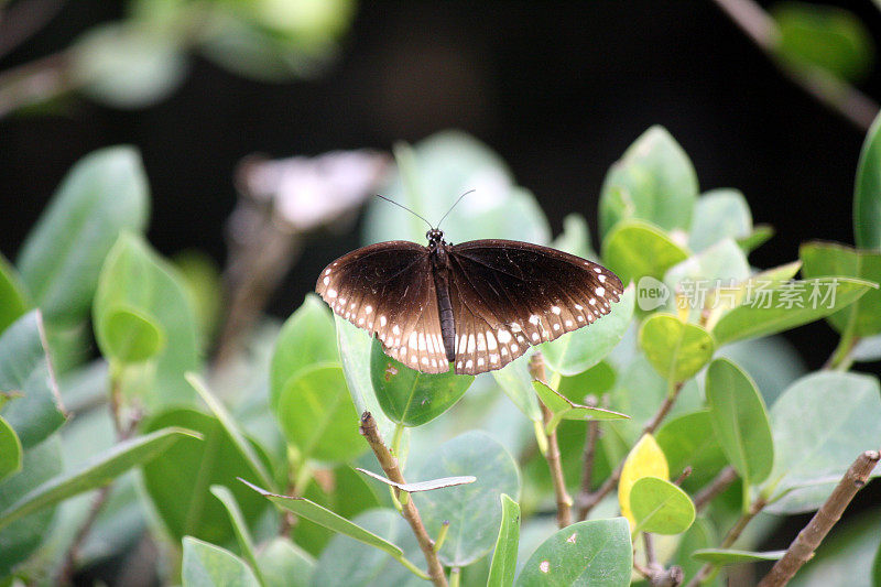 坐在植物叶子上的普通乌鸦蝴蝶(Euploea core)(图片来源:Sanjiv Shukla)